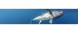 Pesca del tonno